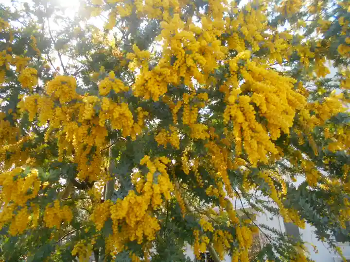 来迎寺(材木座)の自然