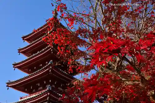 本土寺(千葉県)
