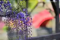 亀戸天神社の自然