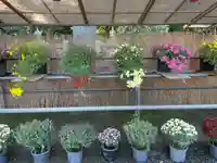 大生郷天満宮のお祭り