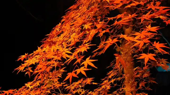 賀茂御祖神社(下鴨神社)(京都府)