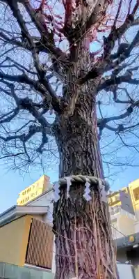 矢先稲荷神社(東京都)