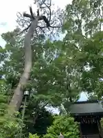 寒川神社の庭園