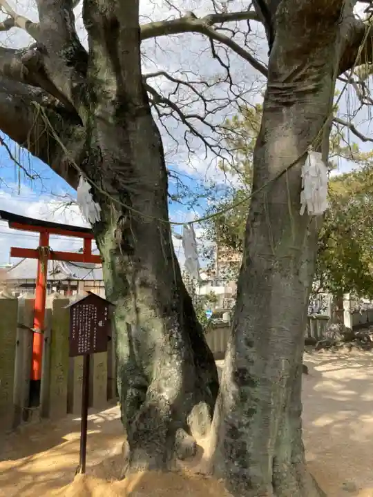 岩屋神社の自然