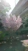 清雲寺の自然