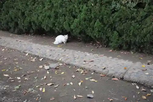 歓喜院本坊の動物