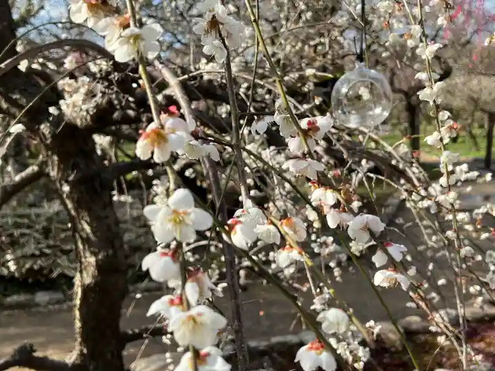 北野天満宮(京都府)