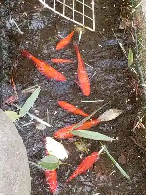 阿佐ヶ谷神明宮(東京都)