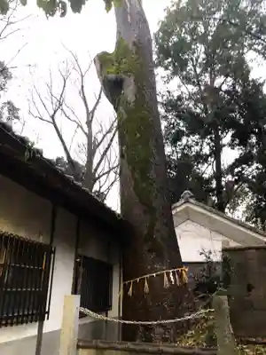 相楽神社の自然