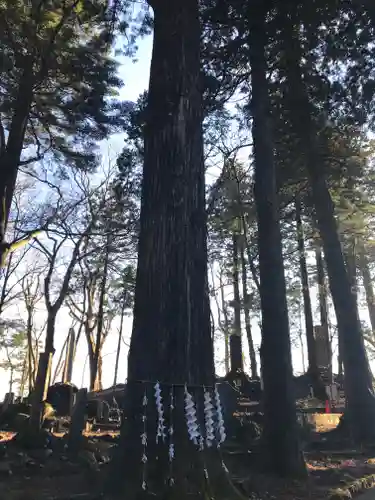 富士山東口本宮 冨士浅間神社の自然