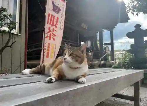 秩父札所十三番 慈眼寺の動物