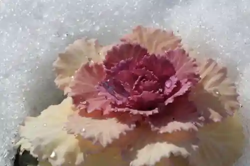 大鏑神社の自然