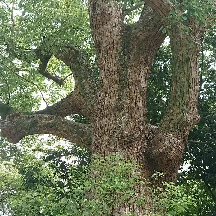 和泉國一之宮 大鳥大社の自然