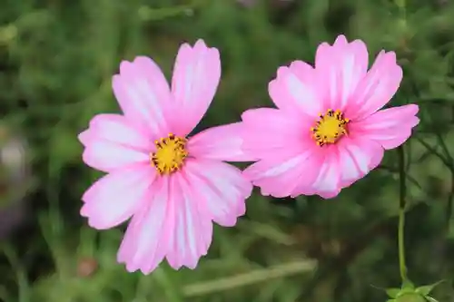 阿久津「田村神社」（郡山市阿久津町）旧社名：伊豆箱根三嶋三社の庭園