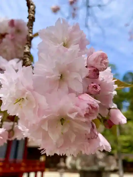 志波彦神社・鹽竈神社の{uncategorized: "未分類", other: "その他", undefined: "問題あり", building: "その他建物", grave: "お墓", sacred_gate: "鳥居", guardian: "狛犬", statue: "像", buddha: "仏像", history: "歴史", nature: "自然", garden: "庭園", animal: "動物", pagoda: "塔", temizu: "手水舎", mountain_gate: "山門・神門", sanctuary: "本殿・本堂", subordinate: "末社・摂社", art: "芸術", scenery: "景色", jizo: "地蔵", ema: "絵馬", goshuin: "御朱印", omikuji: "おみくじ", items: "授与品その他", amulet: "お守り", goshuincho: "御朱印帳", eats: "食事", festival: "お祭り", votive_dance: "神楽", shichigosan: "七五三参", wedding: "結婚式", experience: "体験その他", initially: "初詣", around: "周辺", anti_infection: "感染症対策"}