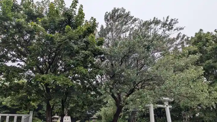 苫前神社の自然