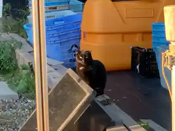 稲荷神社の動物