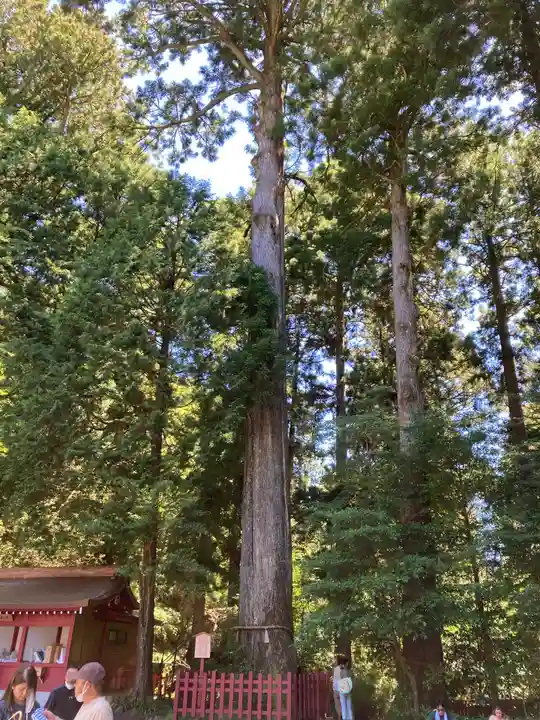 箱根神社(神奈川県)