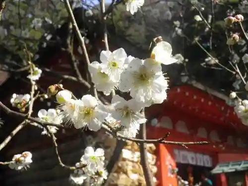 荏柄天神社の自然