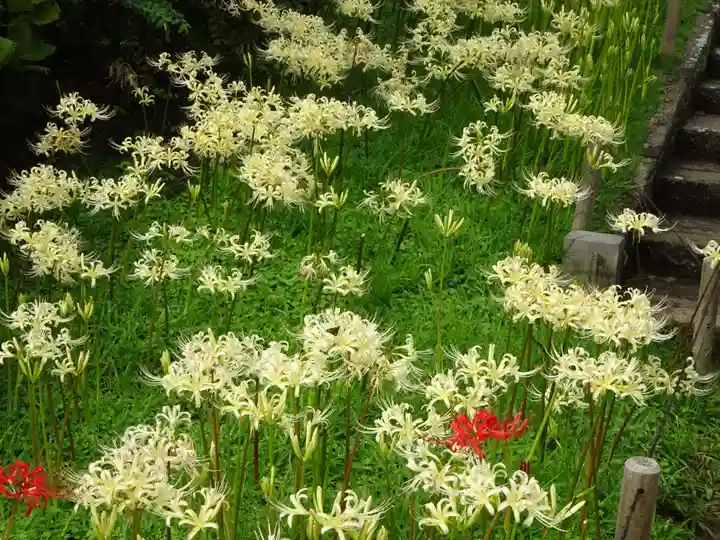 横浜 西方寺の自然