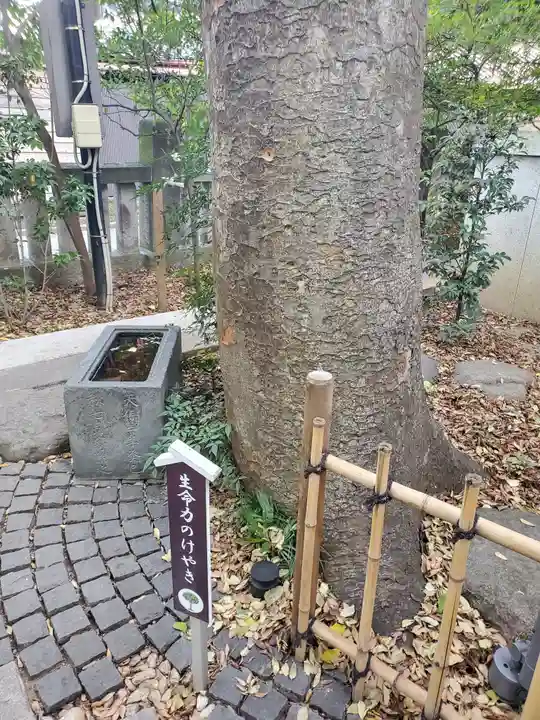行田八幡神社の自然