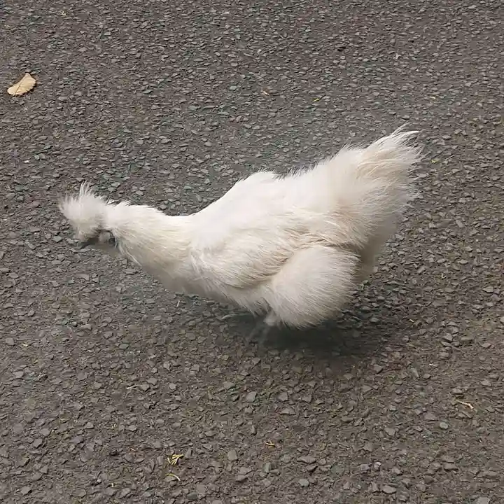公時神社(神奈川県)