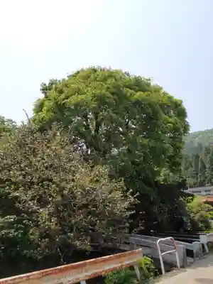利川神社の自然