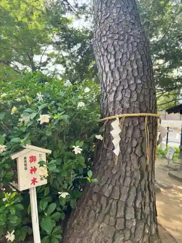 松先稲荷神社(千葉県)