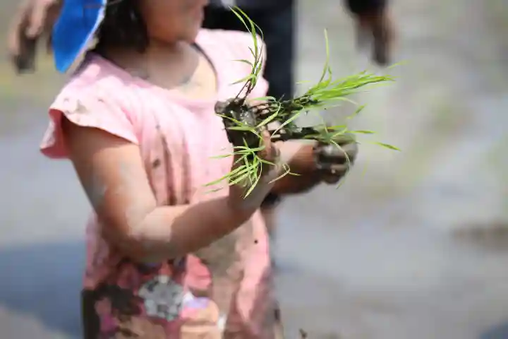 白鳥神社の体験その他