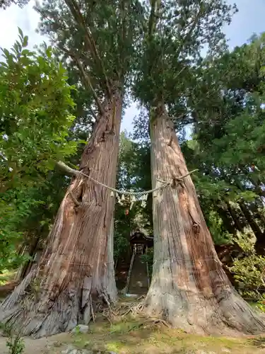 夏井諏訪神社の自然