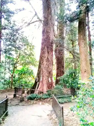宮原八幡宮の自然