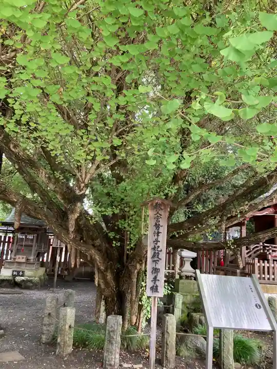秩父神社(埼玉県)