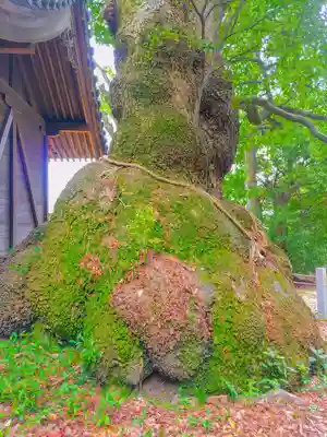 八幡社(西)の自然