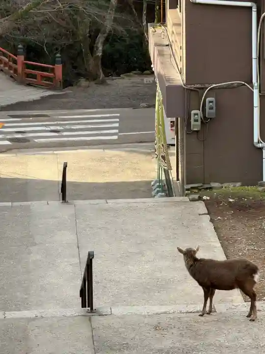 手向山八幡宮の{uncategorized: "未分類", other: "その他", undefined: "問題あり", building: "その他建物", grave: "お墓", sacred_gate: "鳥居", guardian: "狛犬", statue: "像", buddha: "仏像", history: "歴史", nature: "自然", garden: "庭園", animal: "動物", pagoda: "塔", temizu: "手水舎", mountain_gate: "山門・神門", sanctuary: "本殿・本堂", subordinate: "末社・摂社", art: "芸術", scenery: "景色", jizo: "地蔵", ema: "絵馬", goshuin: "御朱印", omikuji: "おみくじ", items: "授与品その他", amulet: "お守り", goshuincho: "御朱印帳", eats: "食事", festival: "お祭り", votive_dance: "神楽", shichigosan: "七五三参", wedding: "結婚式", experience: "体験その他", initially: "初詣", around: "周辺", anti_infection: "感染症対策"}
