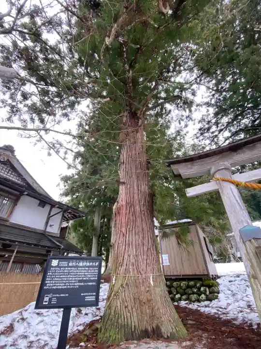 白川八幡神社の自然