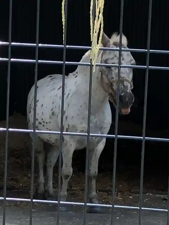 五方山熊野神社の動物