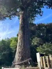 松澤 熊野神社(千葉県)