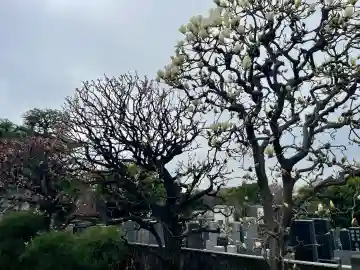 宗善寺の{uncategorized: "未分類", other: "その他", undefined: "問題あり", building: "その他建物", grave: "お墓", sacred_gate: "鳥居", guardian: "狛犬", statue: "像", buddha: "仏像", history: "歴史", nature: "自然", garden: "庭園", animal: "動物", pagoda: "塔", temizu: "手水舎", mountain_gate: "山門・神門", sanctuary: "本殿・本堂", subordinate: "末社・摂社", art: "芸術", scenery: "景色", jizo: "地蔵", ema: "絵馬", goshuin: "御朱印", omikuji: "おみくじ", items: "授与品その他", amulet: "お守り", goshuincho: "御朱印帳", eats: "食事", festival: "お祭り", votive_dance: "神楽", shichigosan: "七五三参", wedding: "結婚式", experience: "体験その他", initially: "初詣", around: "周辺", anti_infection: "感染症対策"}