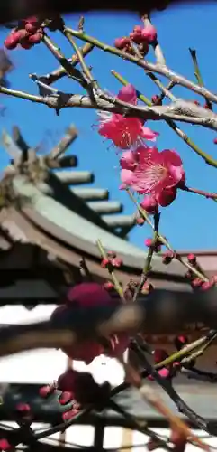 武蔵第六天神社の自然