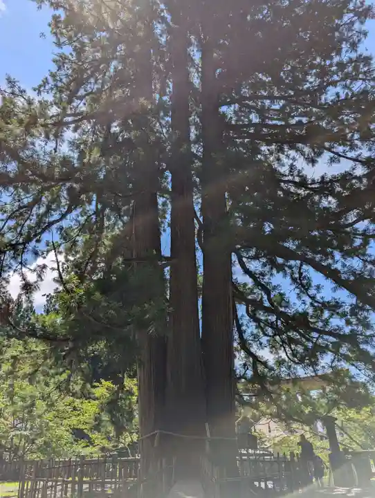 戸隠神社中社(長野県)