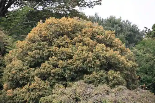 鹿島大神宮の庭園
