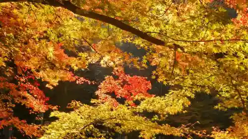 吟松寺の自然