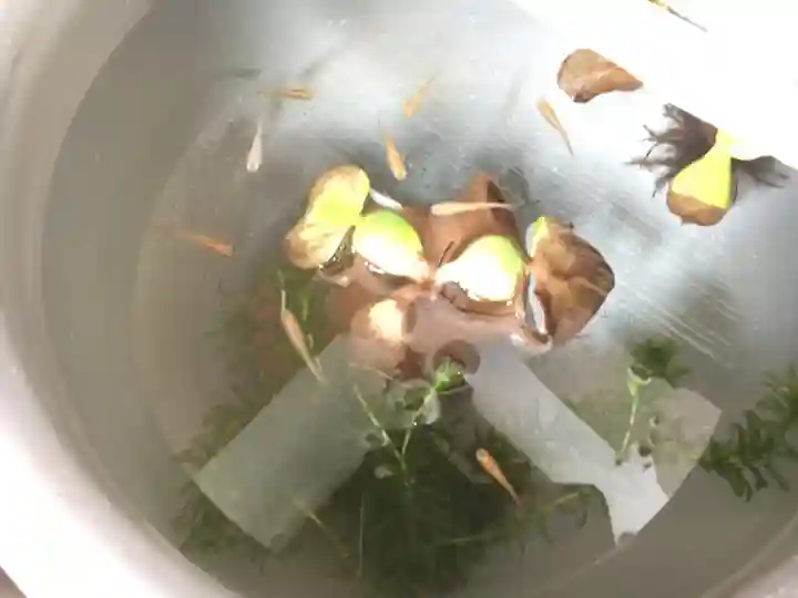 日吉八王子神社の動物