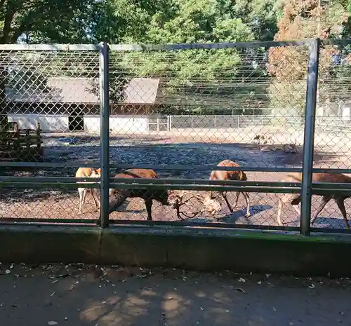 鹿島神宮の動物