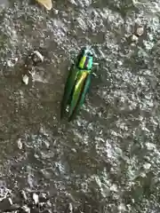 筑波山神社の動物