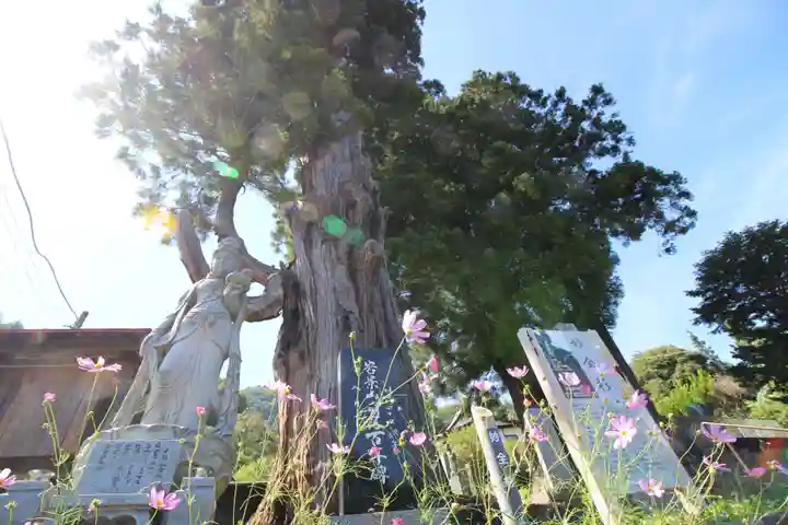 龍澤寺(群馬県)