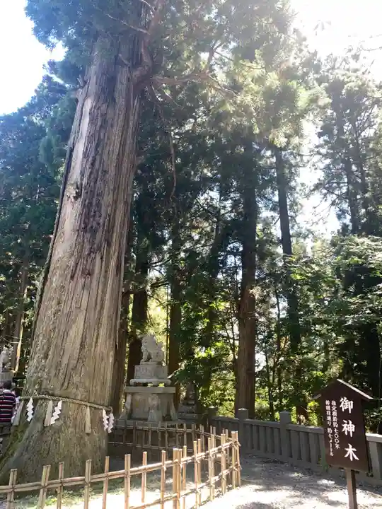 戸隠神社中社の自然