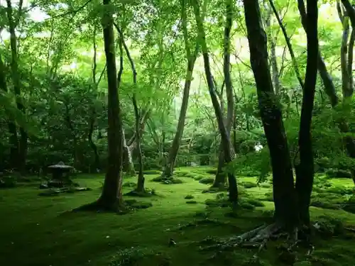 祇王寺の庭園