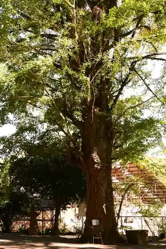 富貴寺(大分県)