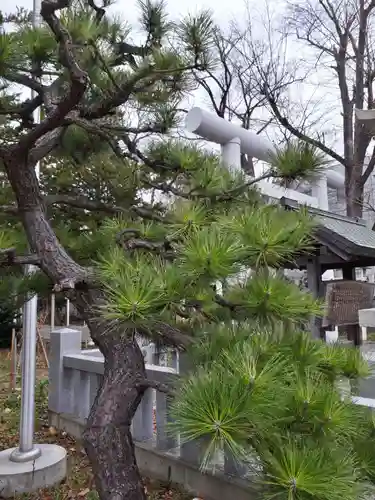 新琴似神社の自然